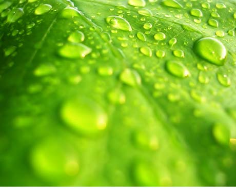 Leaf and raindrops Leaf and raindrops