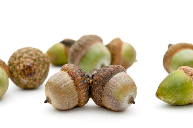acorns