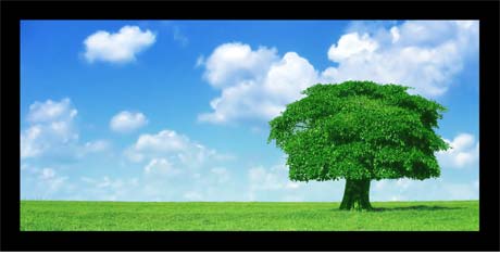 Lone tree Lone tree
