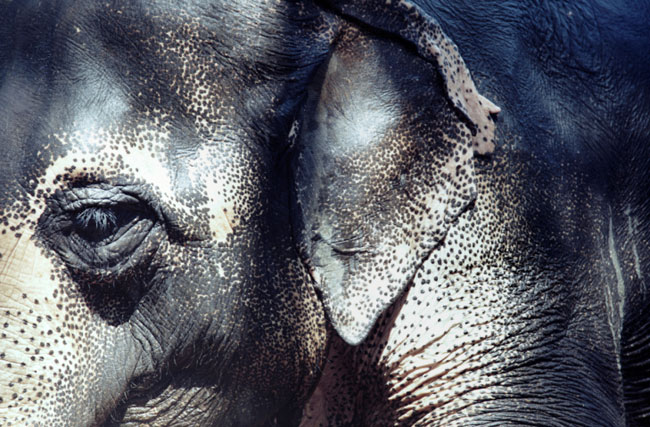 elephant close up