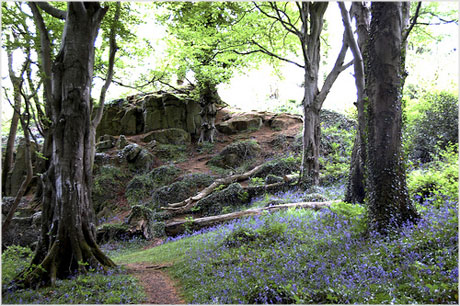 Killynether Wood Northern Ireland